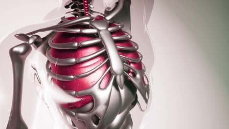 Modelo-De-Pulmones-Humanos-Con-Todos-Los-órganos-Y-Huesos